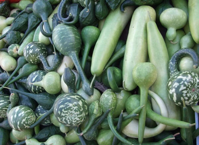Qualtivate HUA-8A Ornamental Birdhouse Bottle Gourd Seed(50 per packet)
