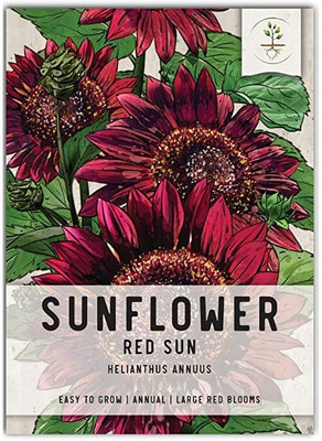 CYBEXIS LX-13 - Red Sun Sunflower - (150 Seeds) Seed(150 per packet)