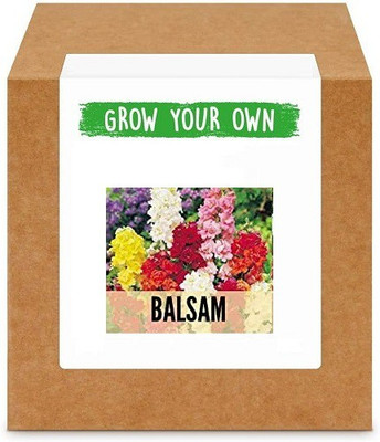 CYBEXIS Balsam-50 Seeds Seed(50 per packet)