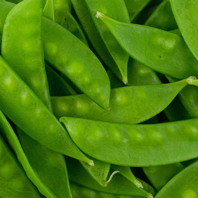 VibeX ® VLR-575 Oregon Sugar Pod II Pea Seeds Seed(50 per packet)