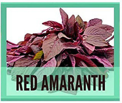 CYBEXIS Red Amaranthus1400 Seeds Seed(1400 per packet)