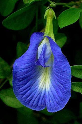 WILLVINE PAU-246 Clitoria ternatea Blue Butterfly Pea Seed(50 per packet)
