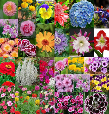 ibains Home gardening seeds combo flower biij 206 Seed(206 per packet)