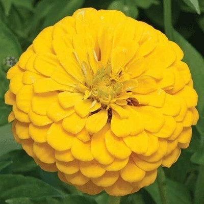 Lorvox Zinnia, Jiniya Seed(70 per packet)