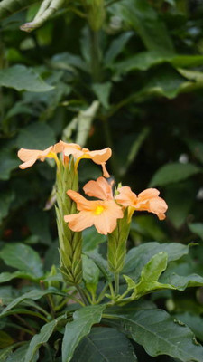ARYAN EVERGREEN kanakambaram-firecracker-crossandra Seed(42 per packet)