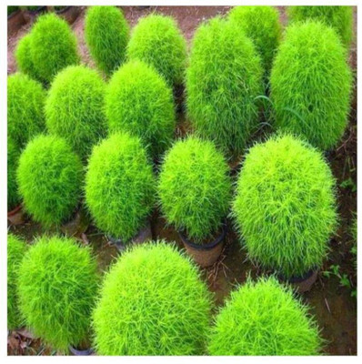 Quentova Kochia Seeds Seed(75 per packet)