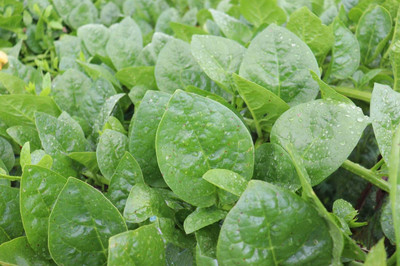 BISWAS Malabar Spinach, Poi Saag, Pui Saag Seed(100 per packet)