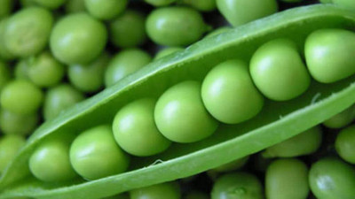 Pbevergreen Green peas Seed(278 per packet)