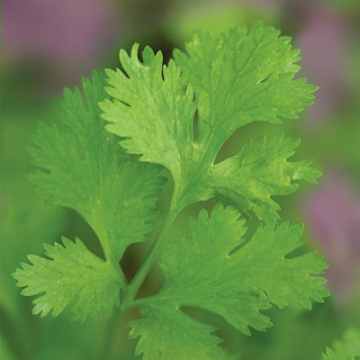ZIXA Common Cilantro Herb Seed Seed(250 per packet)