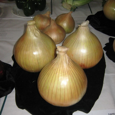 SONIRO Onion Globo Yellow Seed(70 per packet)
