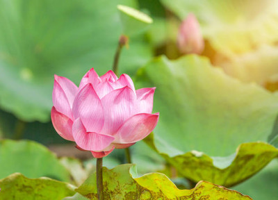 Sankat Mochan Ayurveda lotus,kamal gatta Seed(10 per packet)
