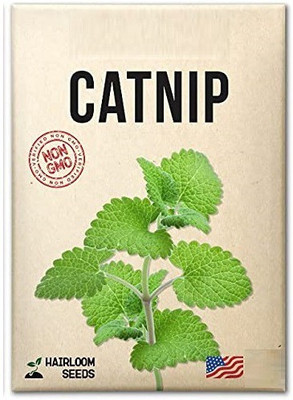CYBEXIS ATS-16 - Cat Mint Catnip - (1500 Seeds) Seed(1500 per packet)