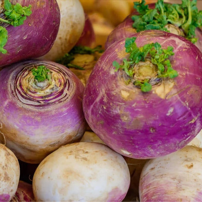 Quentova White Purple Ball Turnip/Shalgam-CTU-7P Seed(300 per packet)