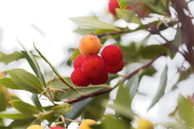MAA LITCHI,LICHEE,LYCHEE Seed(10 per packet)