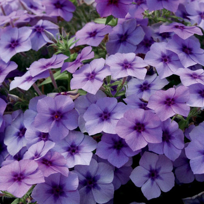 ACCELCROP Phlox Collection, Ultimate Seed(10 per packet)