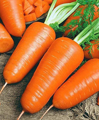 VibeX ATS-16 - Carrot Chantenay Royal Red - (2250 Seeds) Seed(2250 per packet)