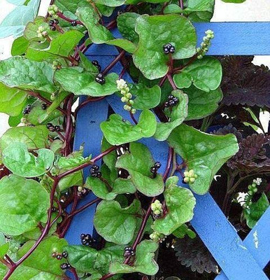 CYBEXIS Hybrid Malabar Spinach Plant Seeds-250 Seeds Seed(250 per packet)