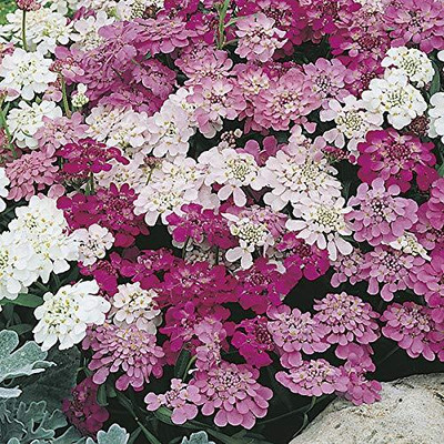 CRGO ™ PAU-10-Candytuft Flower Seed - Dwarf Mix Flower Seed-30 x Seeds Seed(30 per packet)