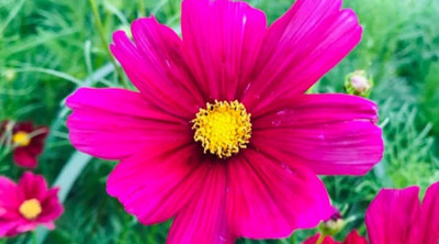ZIXA Cosmos bipinnatus Seed(20 per packet)