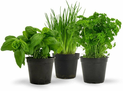 VibeX ™ XLL-125- Major 3 Herbs Seeds Pack - Easy To Grow - Basil, Chives And Parsley Seed(60 per packet)