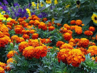 greenfarm XCVI-151 Marigold Seeds Orange Beauty Imported Seeds (130 X Seeds ) u37 Seed(130 per packet)