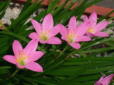 CYBEXIS VVI-21 - Zephyranthes Rosea Pink Rain Lily - (180 Seeds) Seed(180 per packet)