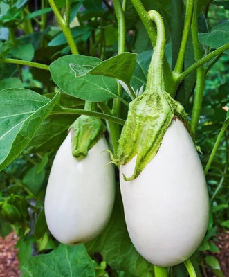Avysa Brinjal Seed(2500 per packet)