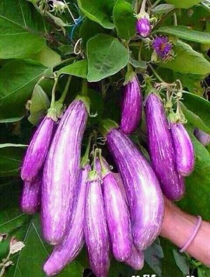 Aywal Aubergine Italian Violet Brinjal Seed(30 g)