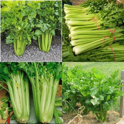 ibains Celery leaf seed bij 10 Seed(10 per packet)