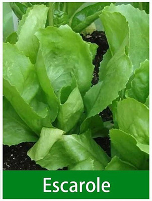 CYBEXIS Escarole Lettuce2000 Seeds Seed(2000 per packet)