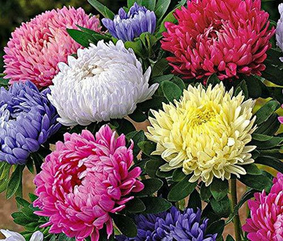 CYBEXIS Aster Crego Mix, Hybrid Double Mixed Flower Seed Seed(1 g)