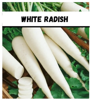 VINTI Radish (Mooli) Vegetable (मूली के बीज) Seed(2000 per packet)