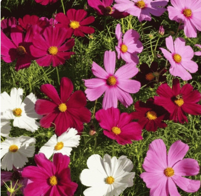 ZIXA DWARF COSMOS SEED MIX Seed(100 per packet)