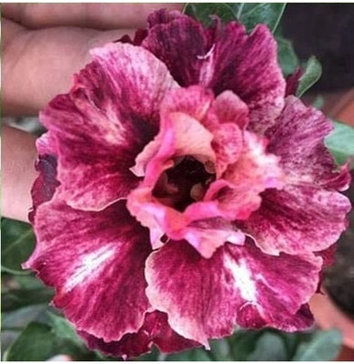 Qualtivate XL-526 Adenium obesum Mixed Colours Seed(30 per packet)