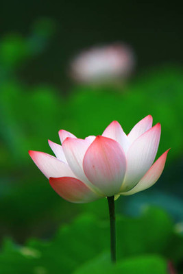 VERDOR lotus,kamal gatta Seed(10 per packet)