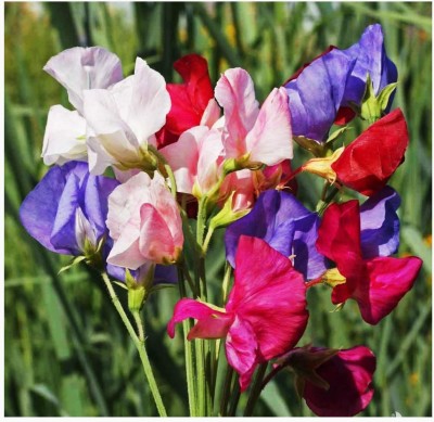 VibeX ® LXI-375 Mammoth Sweet Pea Mixed Seeds Seed(50 per packet)