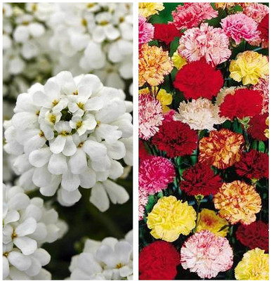 Aywal Candytuft Flower & Carnation Flower Seed(10 per packet)