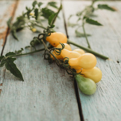 Biosnyg Disease-Resistant Yellow Pear Tomato Seeds for Home Gardening - (2000 Seeds) Seed(2000 per packet)