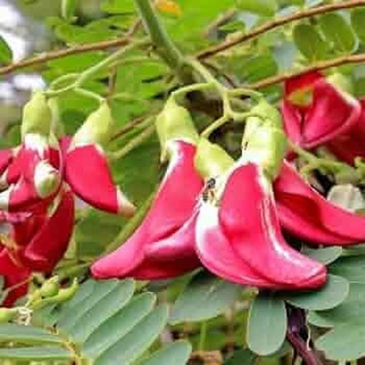 Arshiayat agathi seeds, sesbania grandiflora seeds, Agati grandiflora Seed(77 per packet)