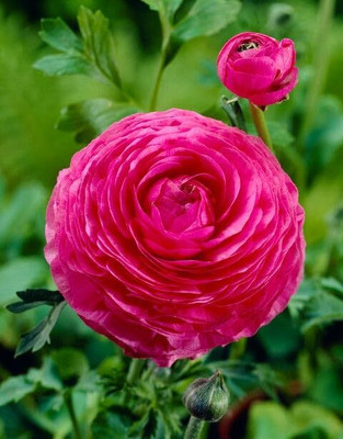 Epazo Ranunculus Flower Bulbs Mix Colour Seed(1 per packet)
