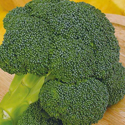 WILLVINE PUSA -XII Eastern Magic Broccoli Seeds [10g] Seed(3000 per packet)