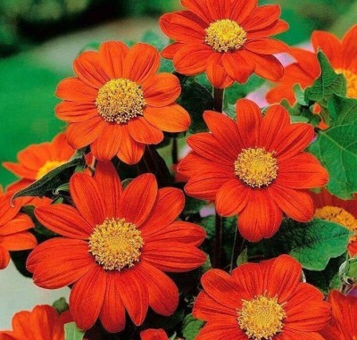 SUAA Tithonia Flower Seeds Best for Gardening Seed(31 per packet)