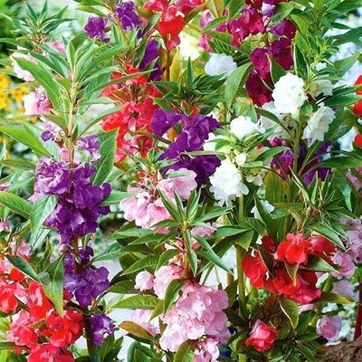 NurseryFriends Balsam double mix flower seeds, exotic balsam seeds, dopati seeds Seed(36 per packet)