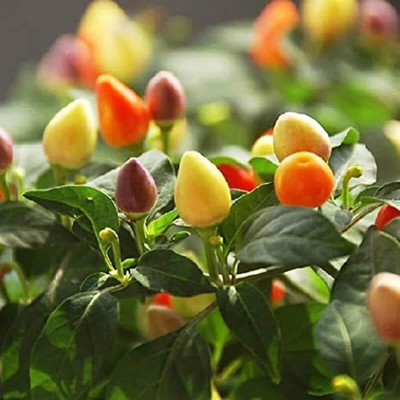KNESSiN F1 Hybrid Rainbow Chilli Seeds For Gardening-(1200 Seeds) Seed(1200 per packet)