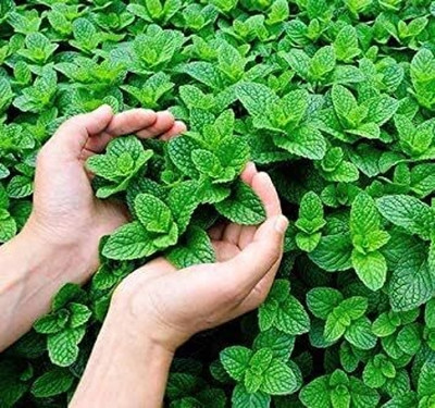 LPR PUDINA,MINT Seed(25 per packet)
