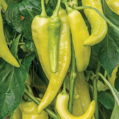 KNESSiN Chilli Pepper Seed(1250 per packet)