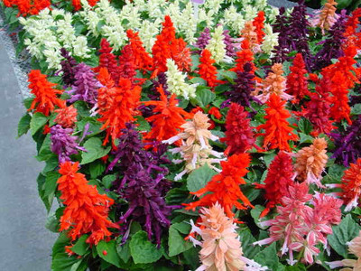 XOLDA Salvia Seed(35 per packet)
