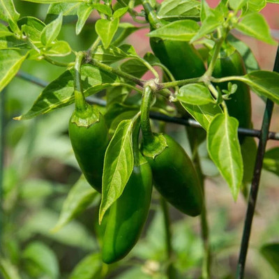 Pbevergreen Bird Eye Chilli, Kanthari Mulaku Chilli Seed(280 per packet)