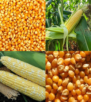 ibains Corn seeds beez 86 Seed(86 per packet)