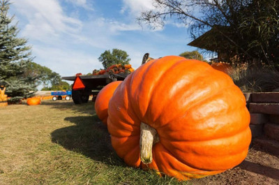 VibeX ® LXI-384 Seeds Pumpkin Titan Giant Seed(50 per packet)